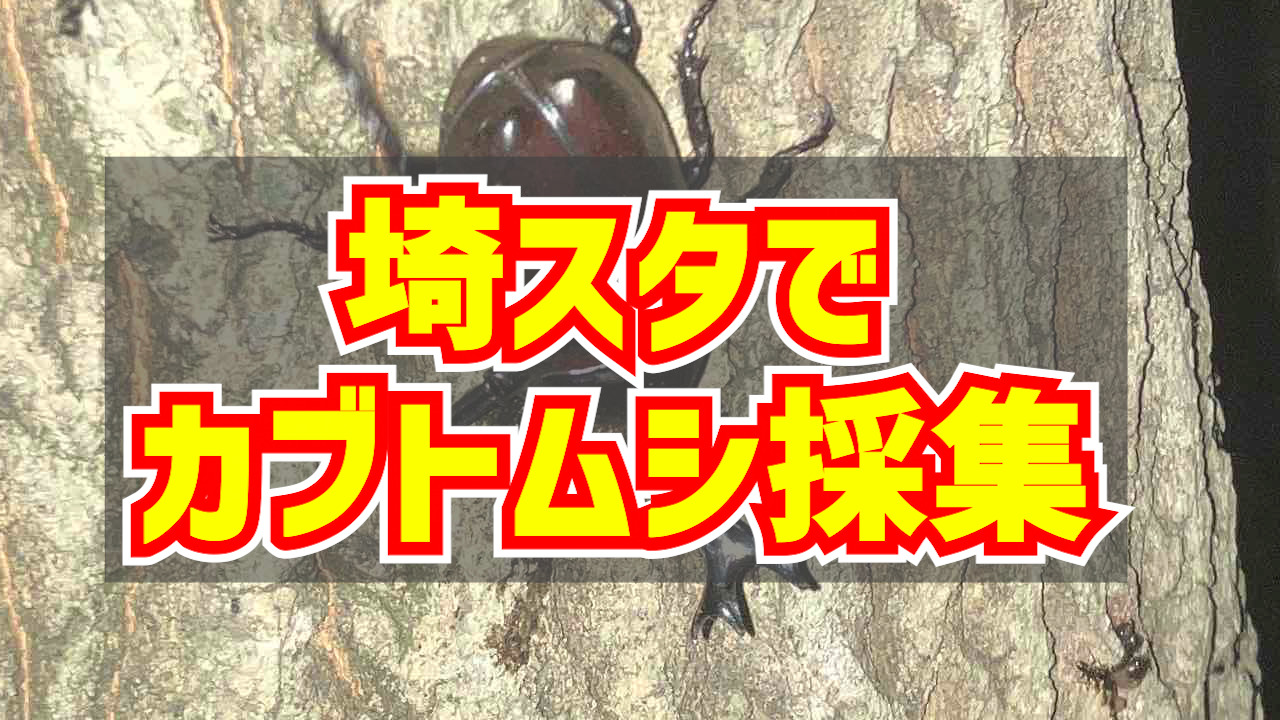 埼スタカブトムシ